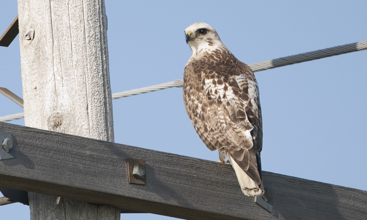 Red-tailed Hawk (Krider's) - Brian Sullivan