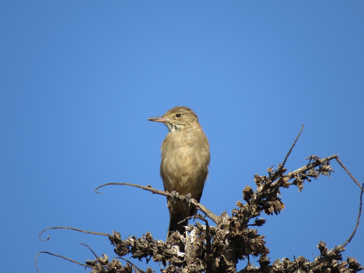 Great Shrike-Tyrant - ML305298401