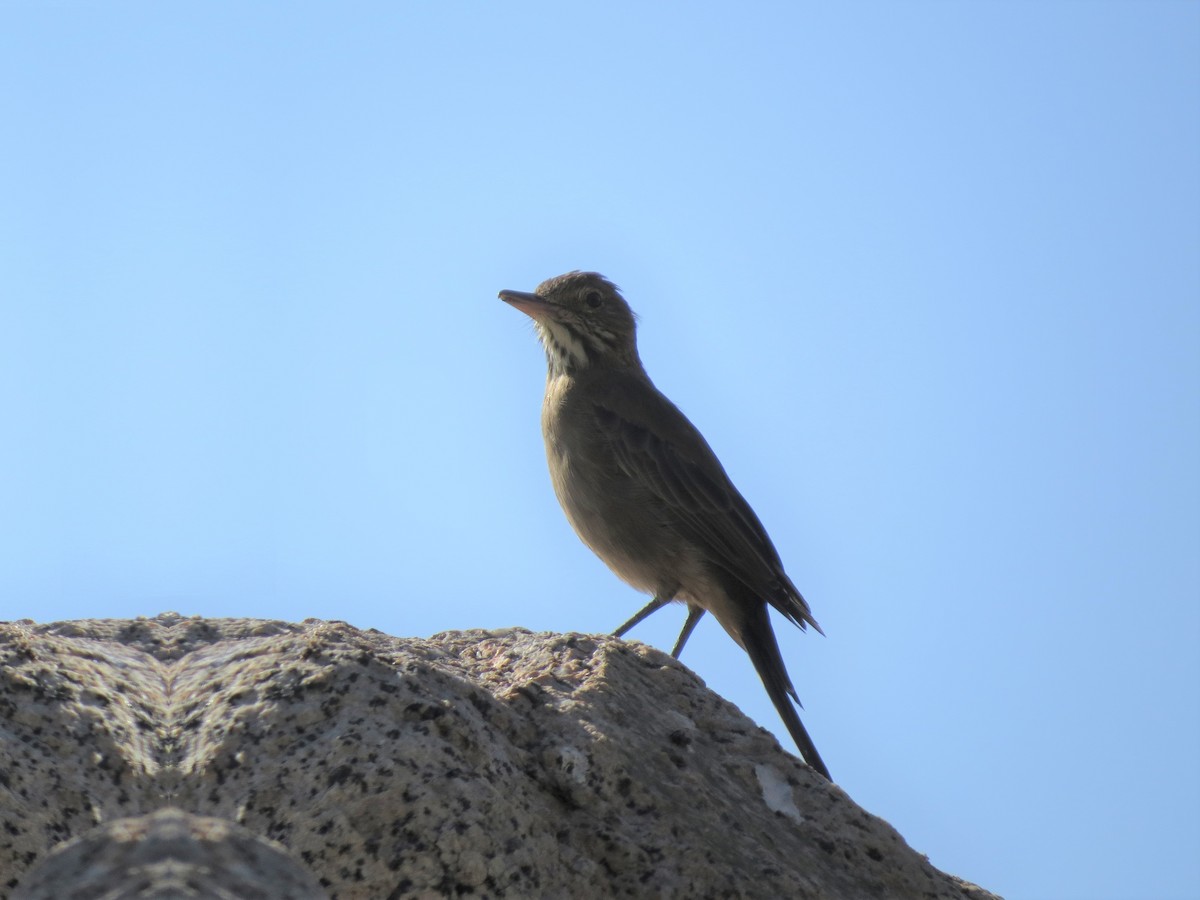 Great Shrike-Tyrant - ML305298421