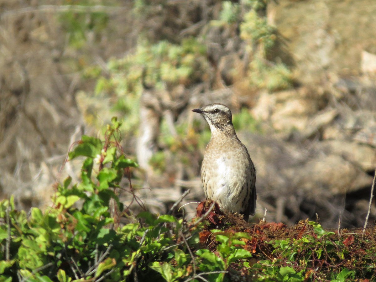 Chilean Mockingbird - ML305298441