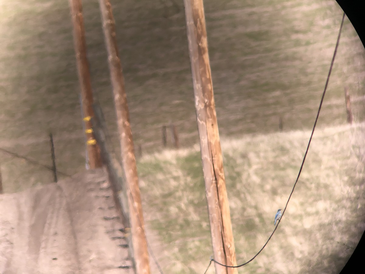 Mountain Bluebird - ML305299271