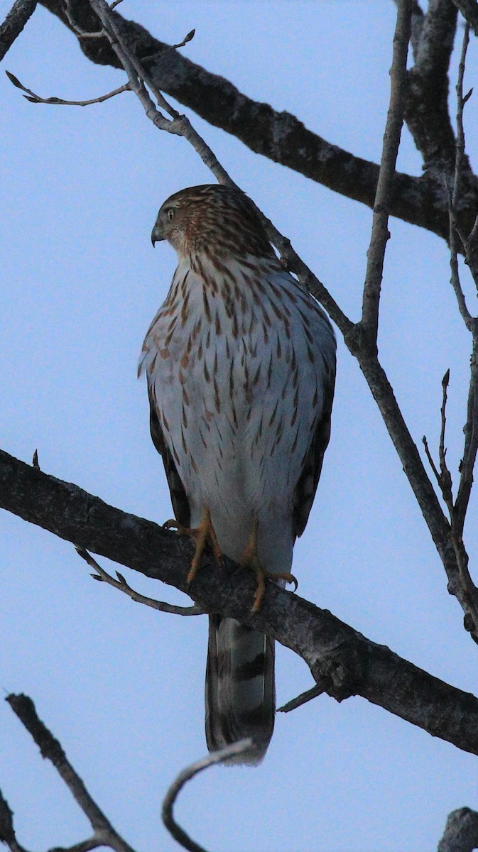 Cooper's Hawk - Lillian Lugo