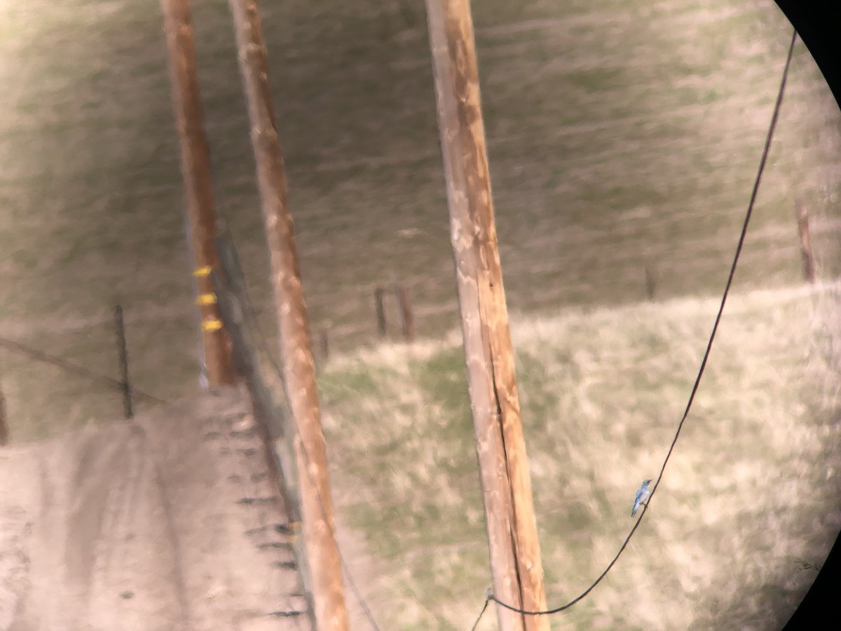 Mountain Bluebird - ML305299641