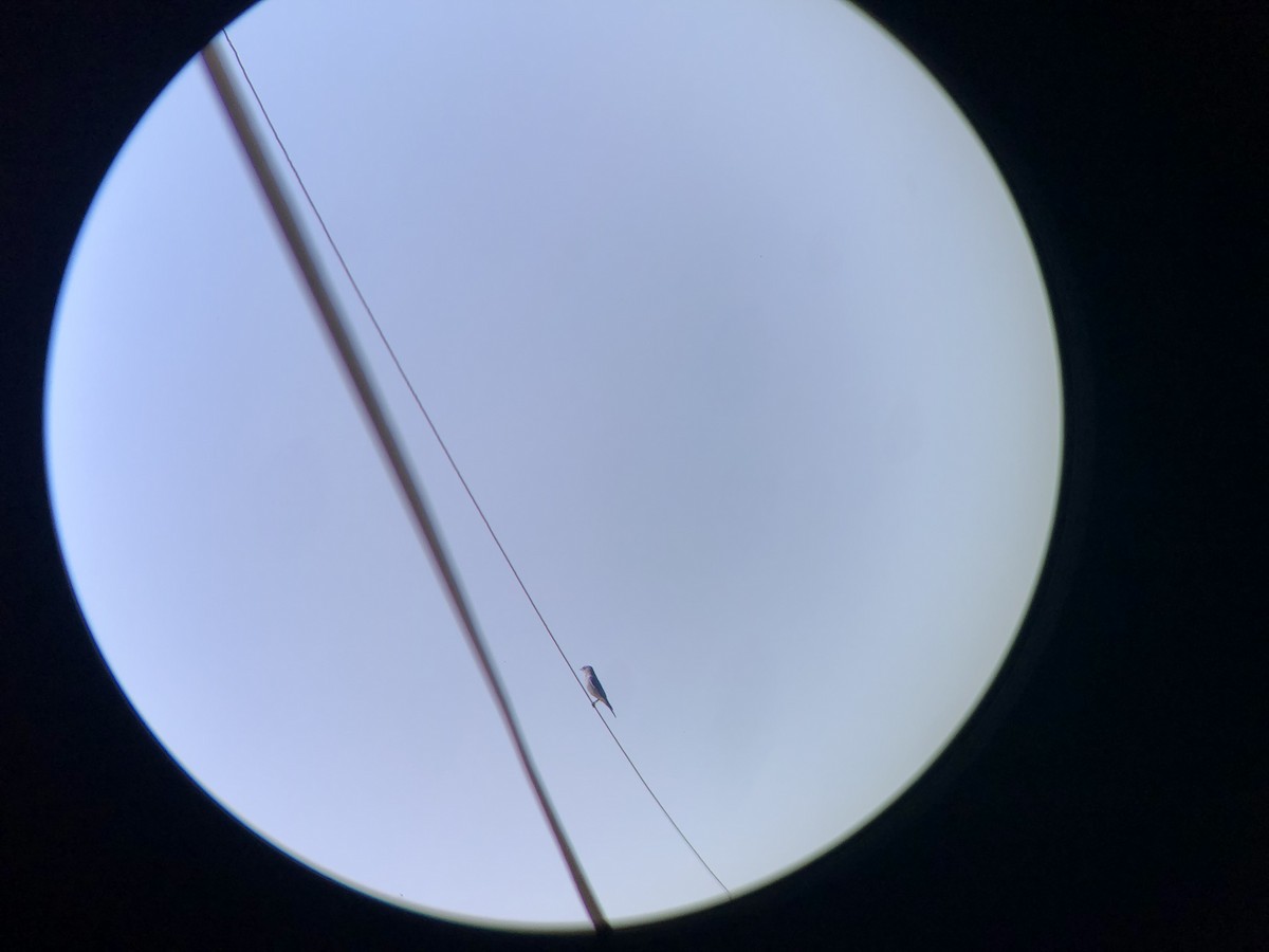 Mountain Bluebird - ML305299661