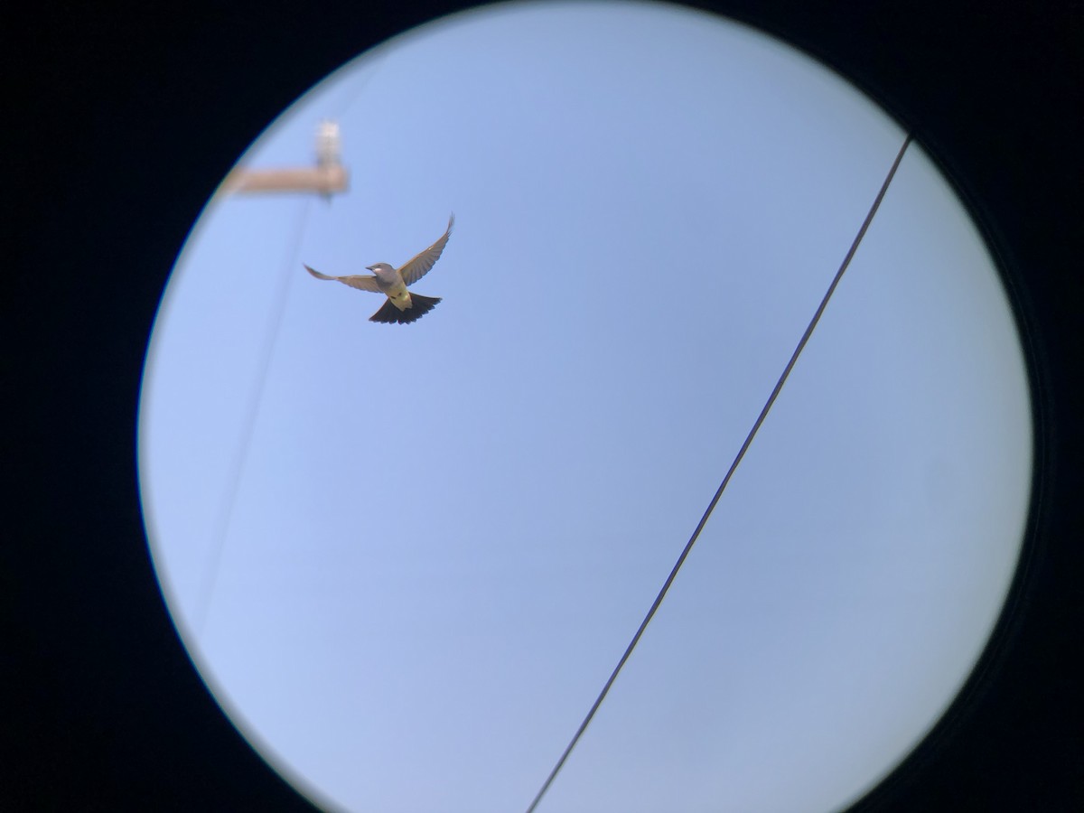 Cassin's Kingbird - ML305300001