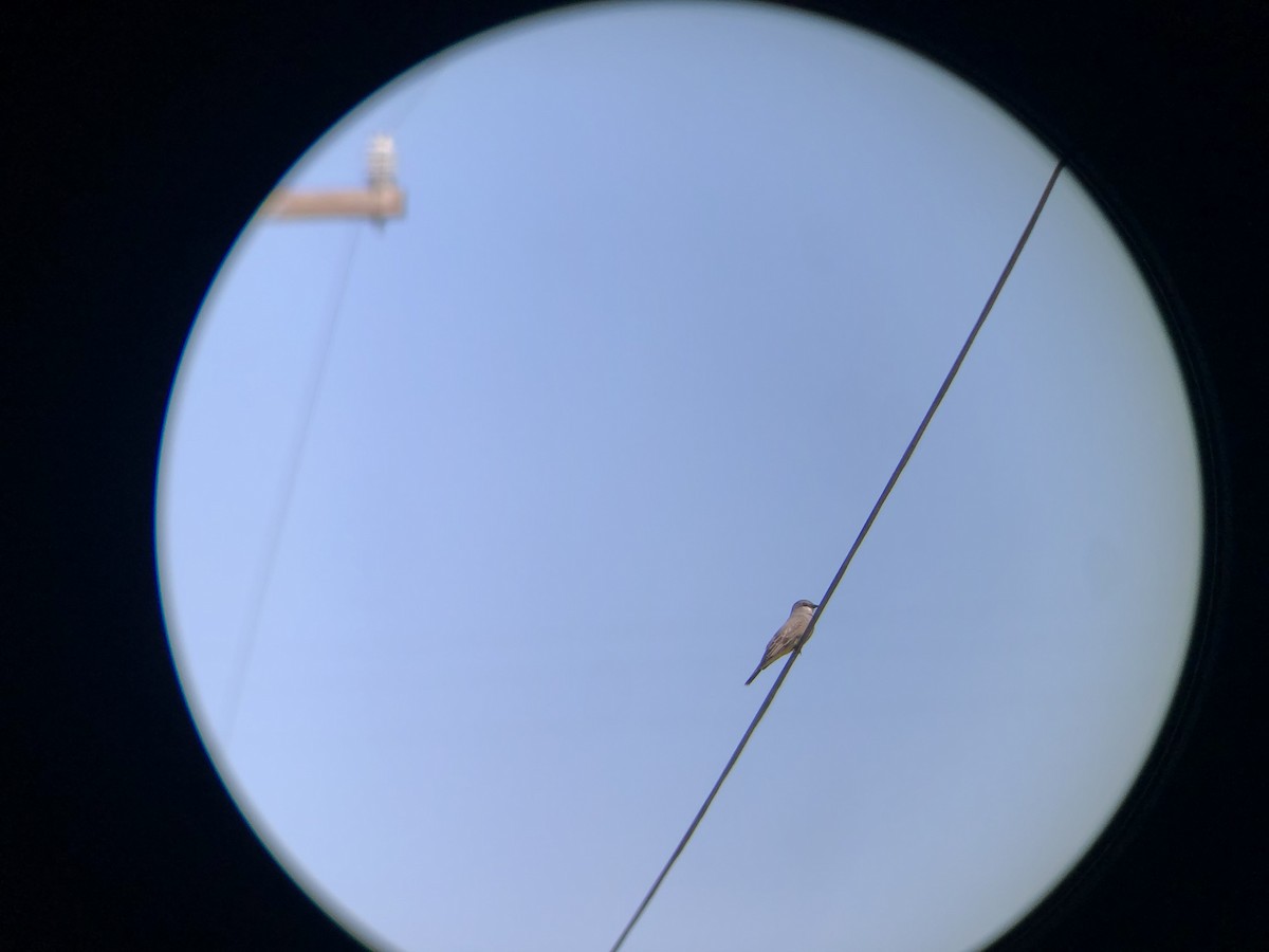 Cassin's Kingbird - ML305300241