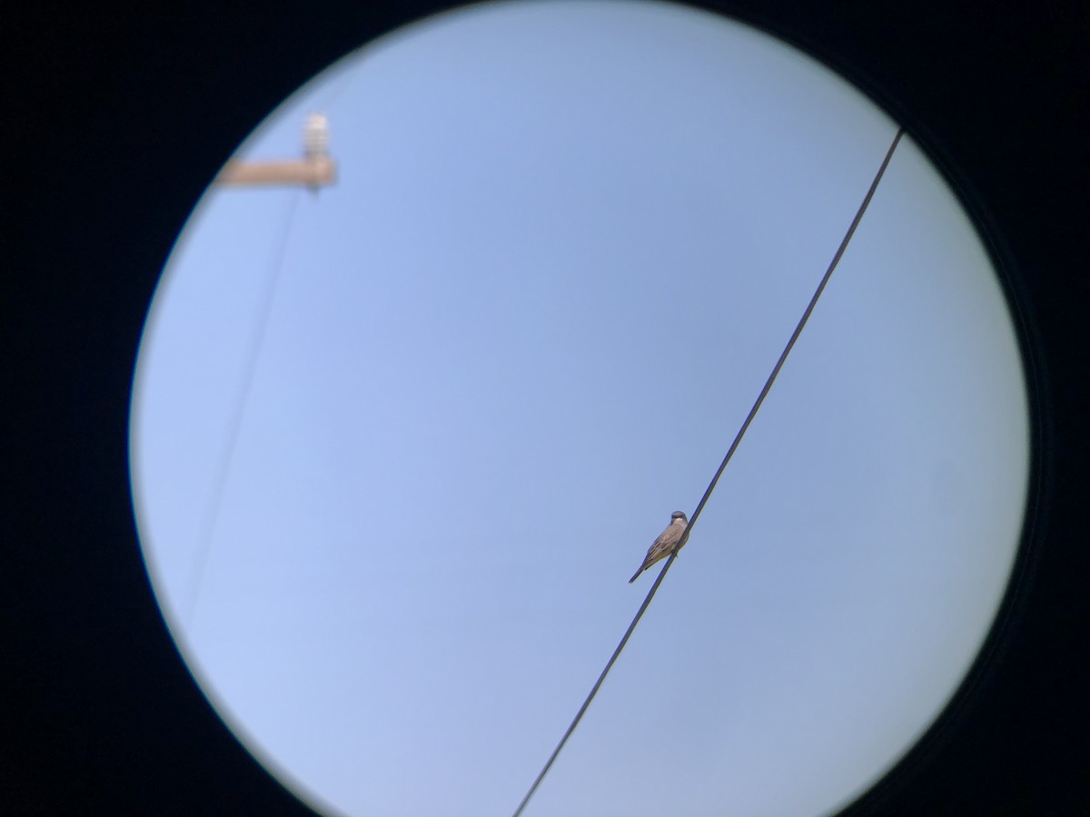 Cassin's Kingbird - ML305300441