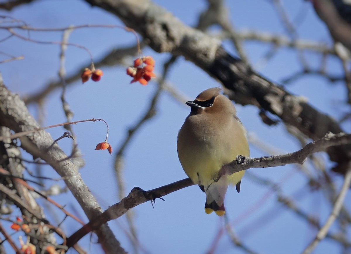 Cedar Waxwing - ML305300601