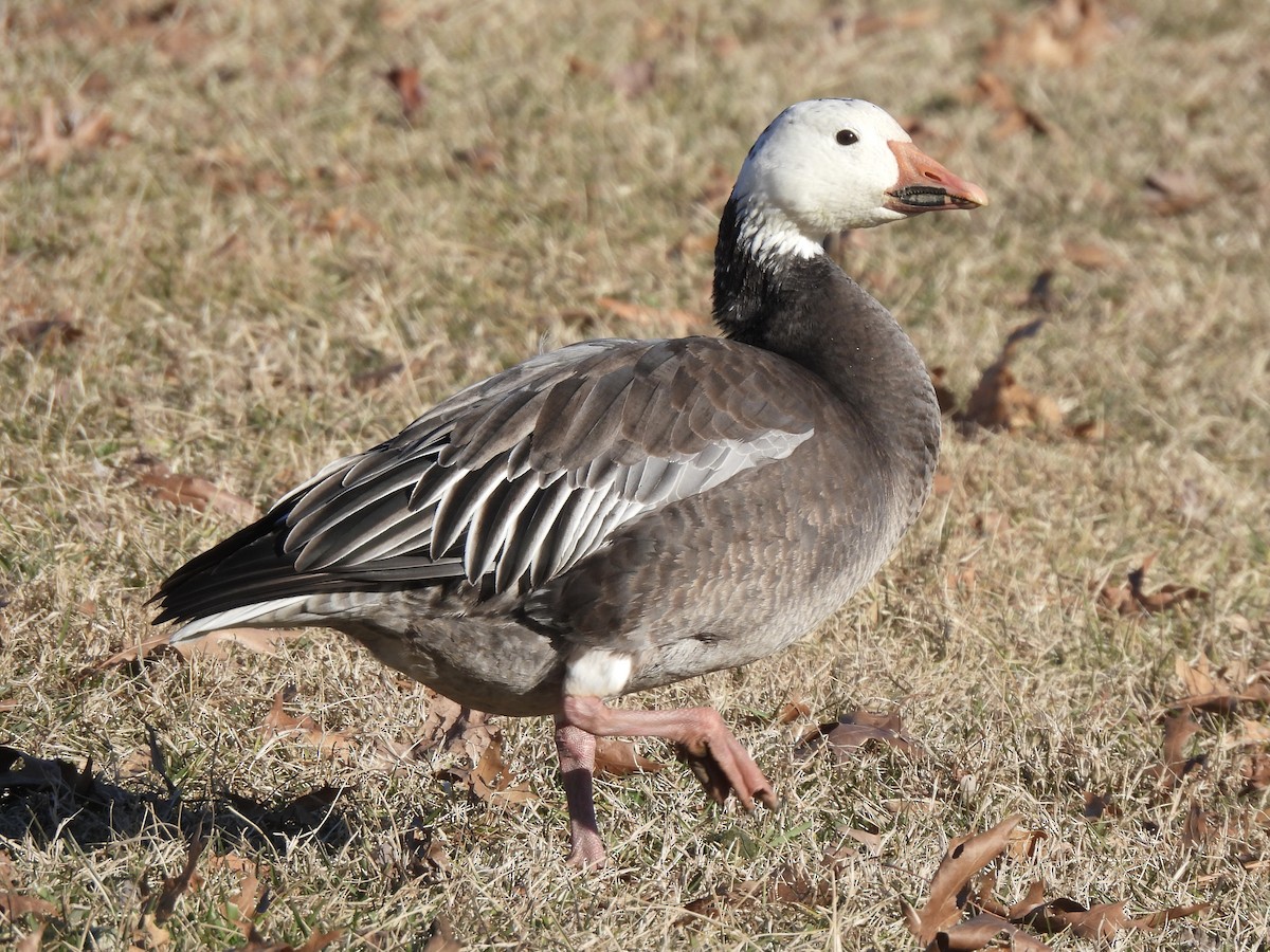 Snow Goose - ML305302211