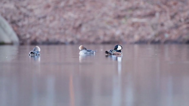 Hooded Merganser - ML305303431