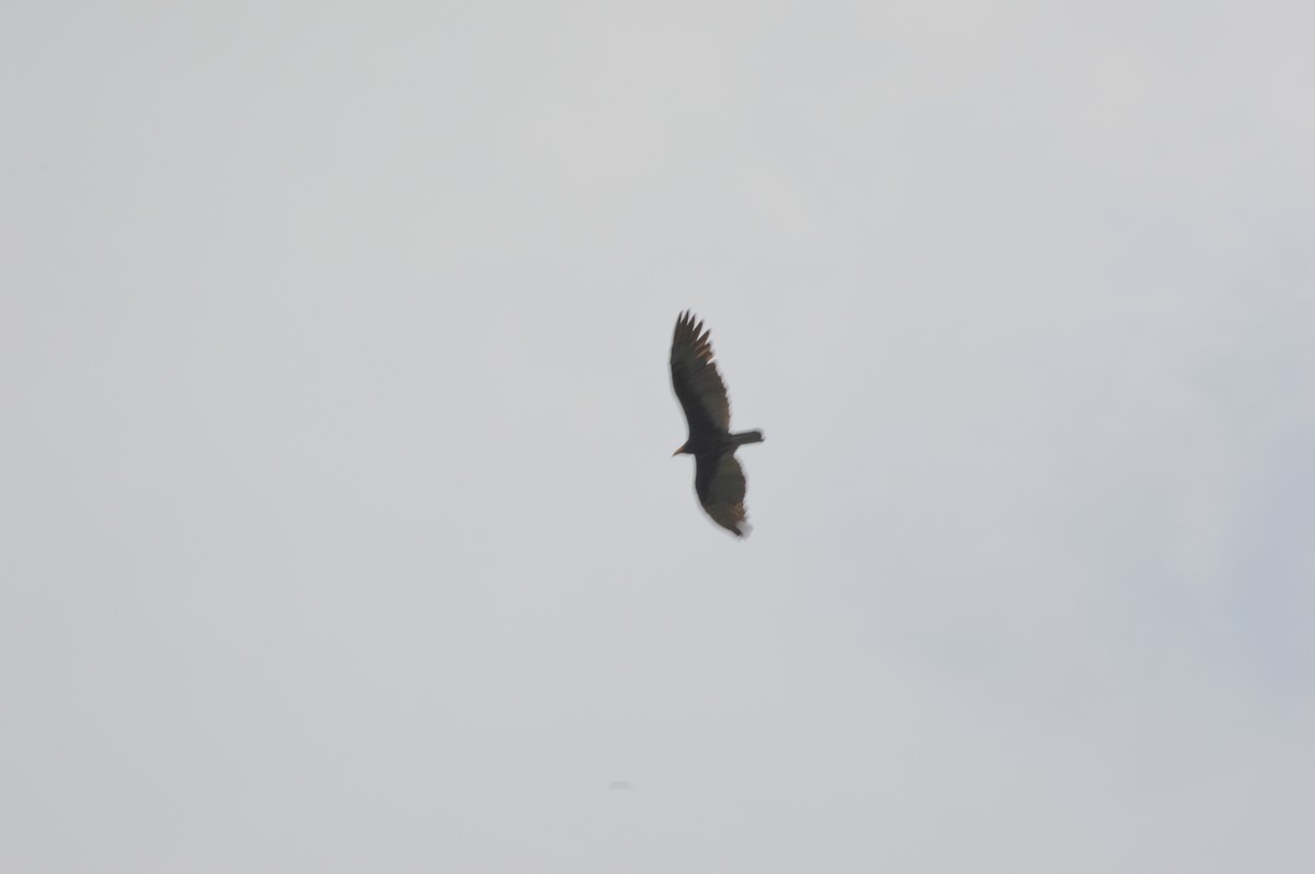 Turkey Vulture - ML305304801