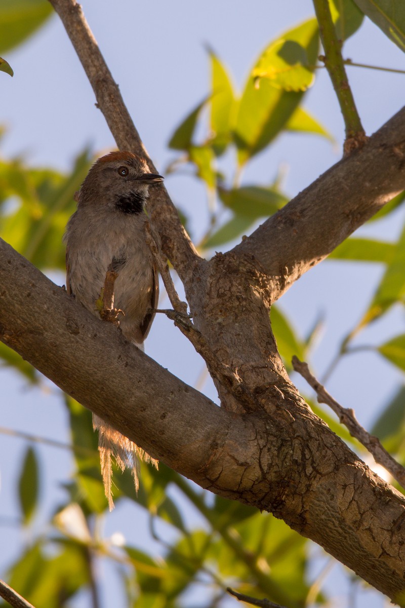 Sooty-fronted Spinetail - ML305305811