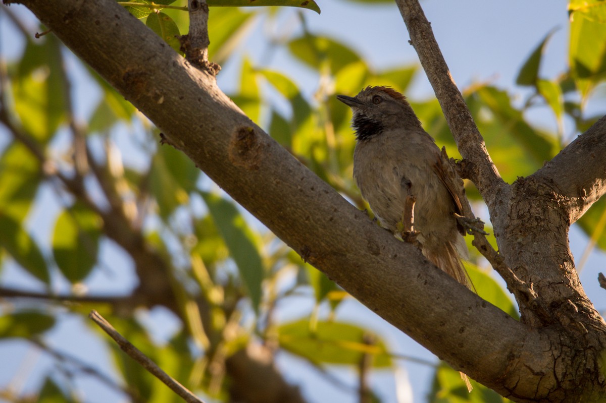 Sooty-fronted Spinetail - ML305305851