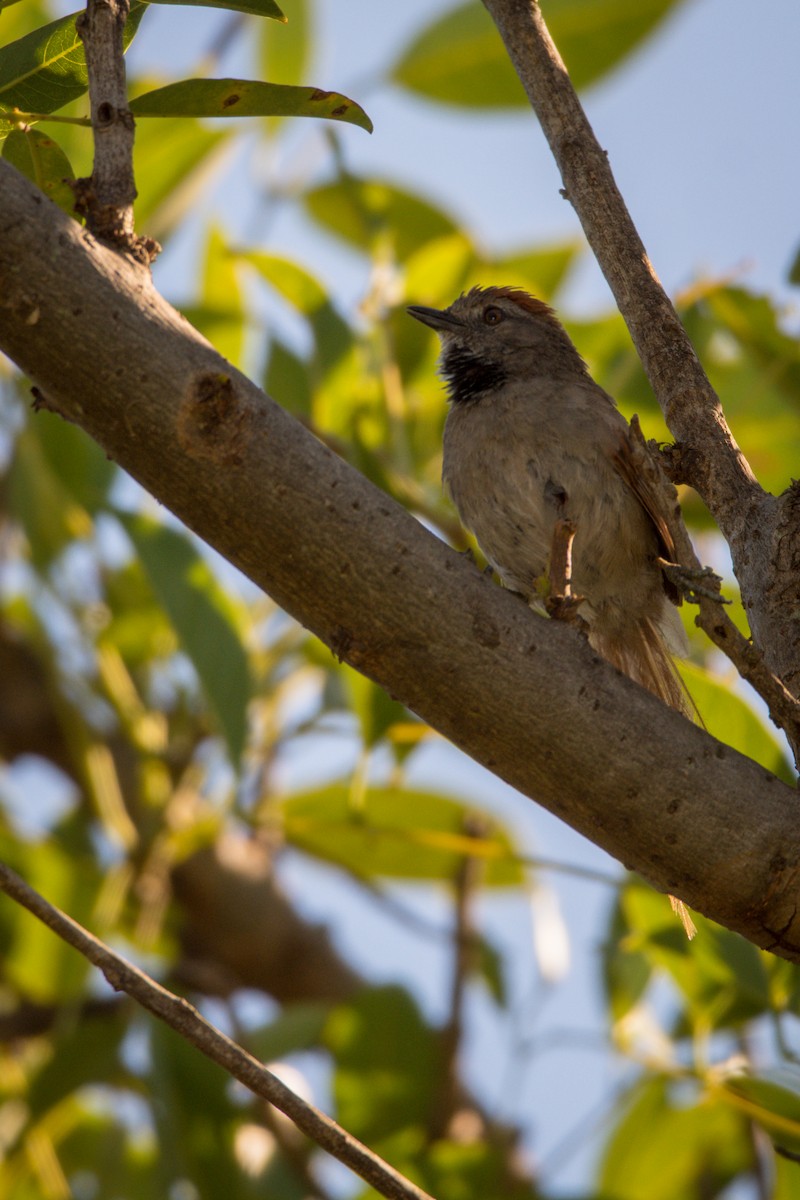 Sooty-fronted Spinetail - ML305305871