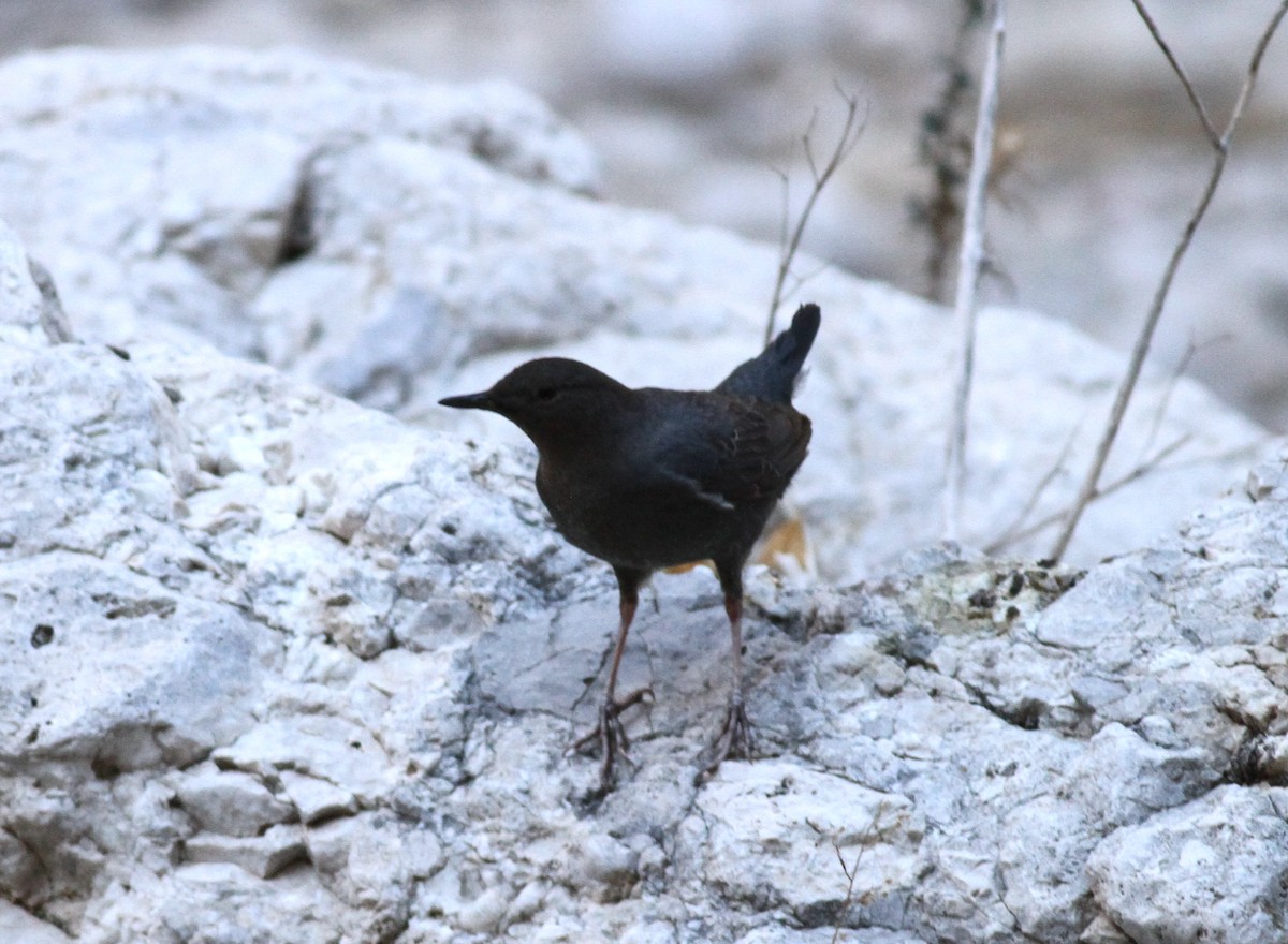 American Dipper - ML305307081