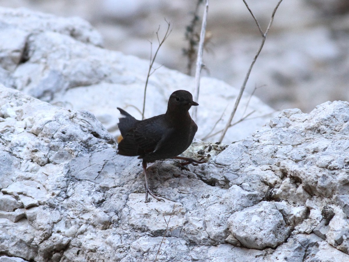 American Dipper - ML305307101