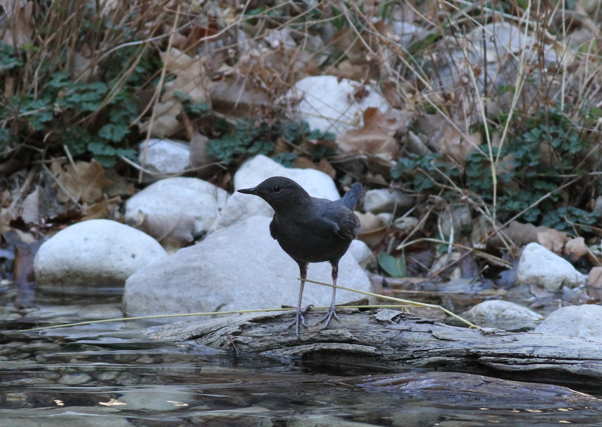 American Dipper - ML305307111