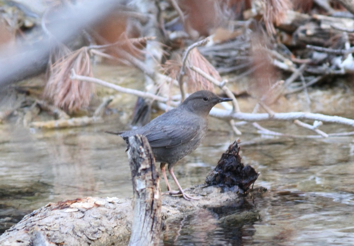 American Dipper - ML305307151