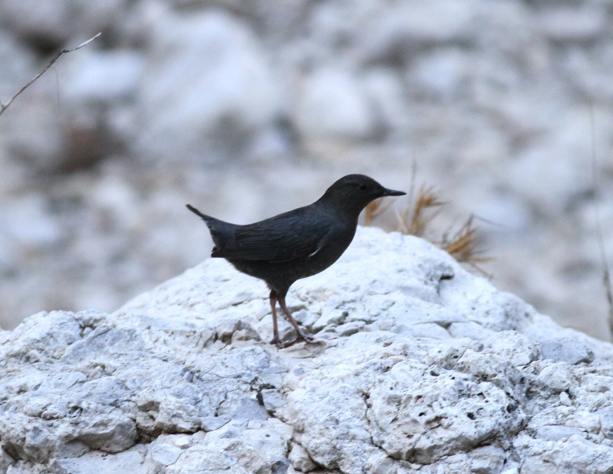 American Dipper - ML305307181