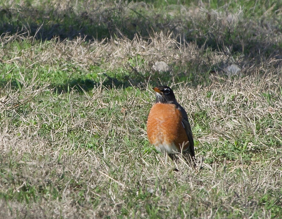 American Robin - ML305307961