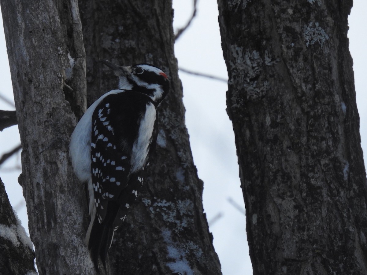 Hairy Woodpecker - Jenifer Paquet