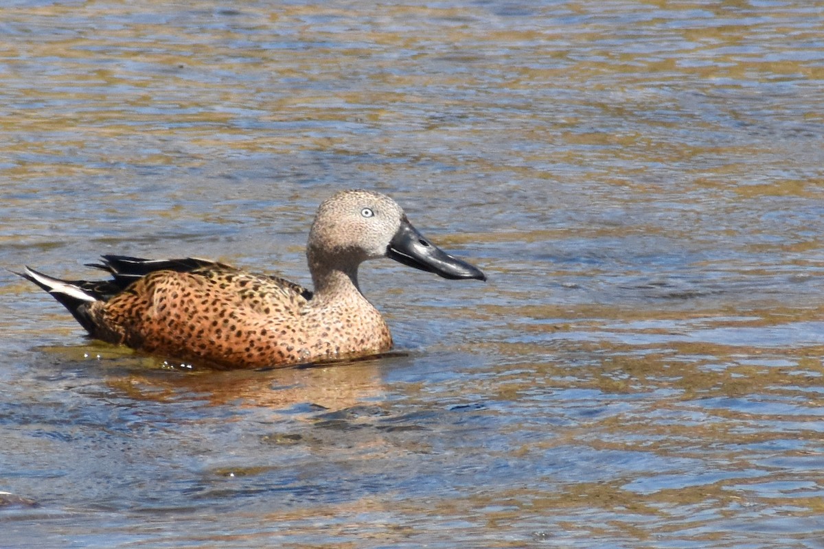 Red Shoveler - ML305308941