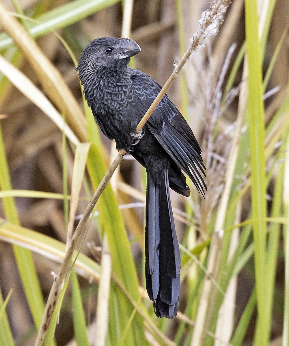 Smooth-billed Ani - ML305309291