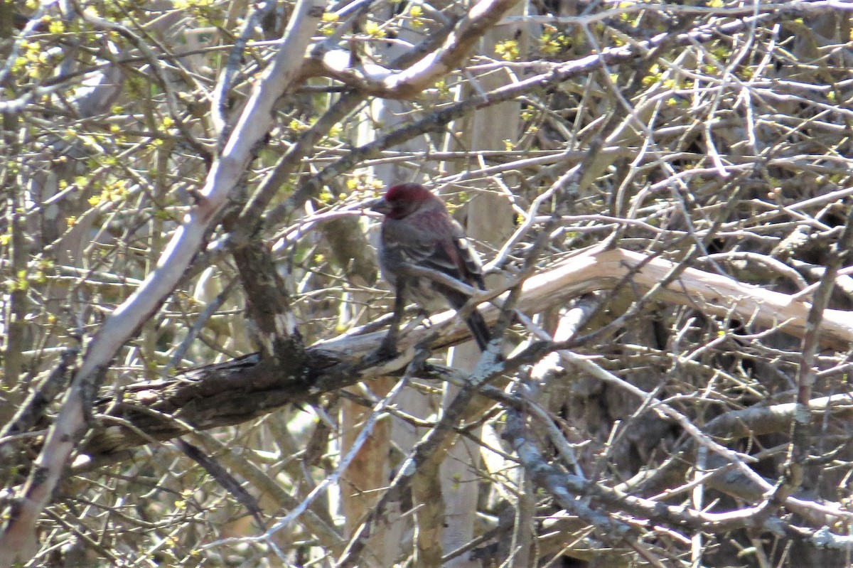 House Finch - Becca Taylor