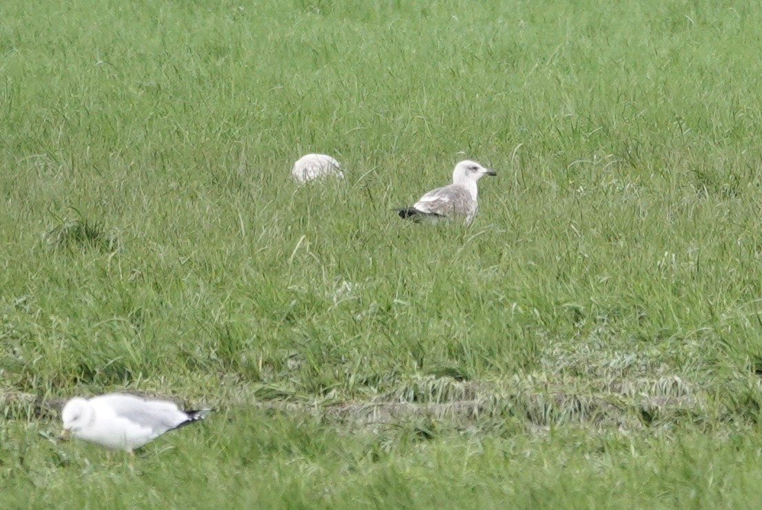 Lesser Black-backed Gull - john bishop