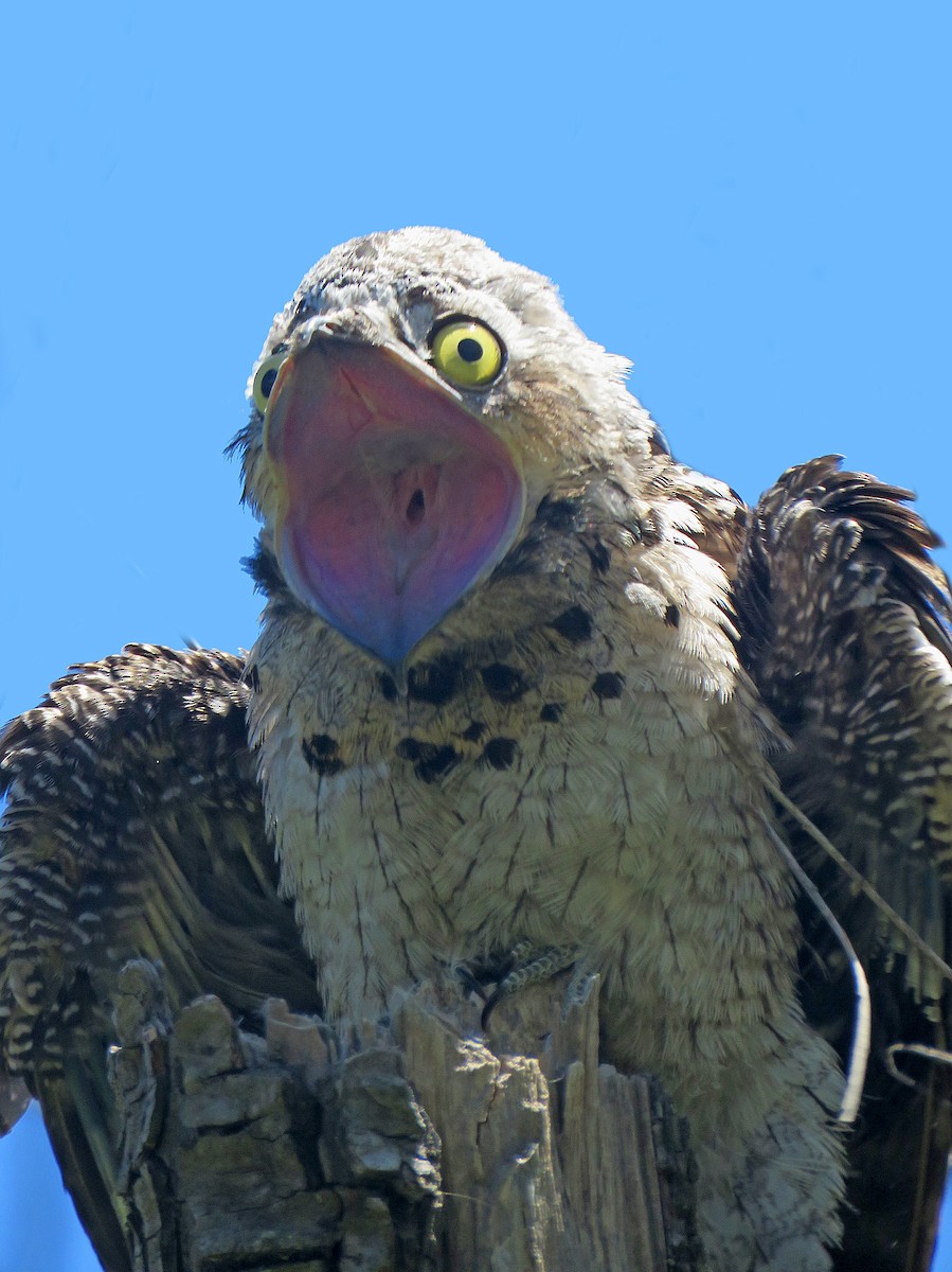 Common Potoo - Adrian Antunez