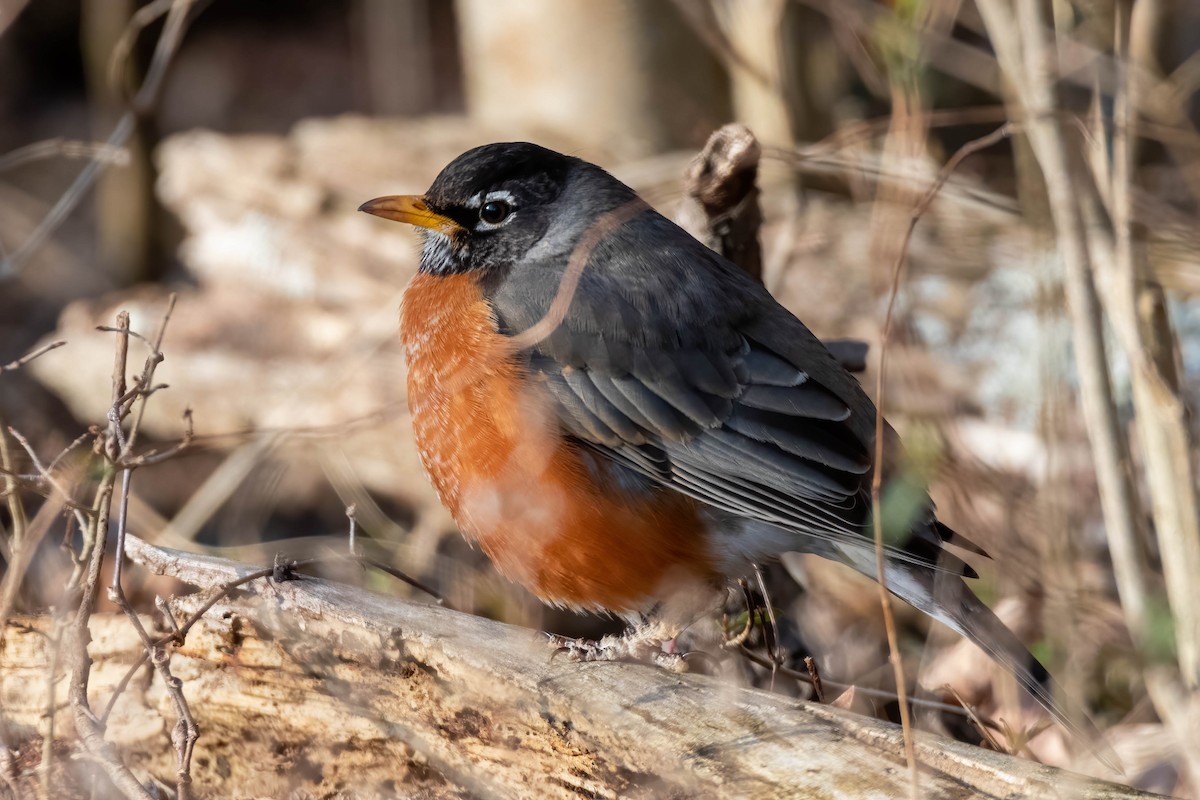 Дрізд мандрівний - ML305312961
