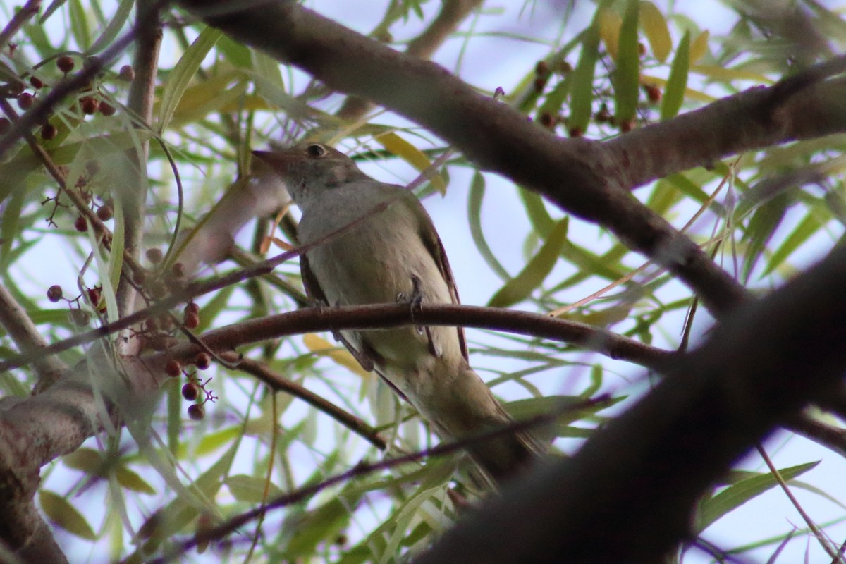 Large Elaenia - Werner Arnolds