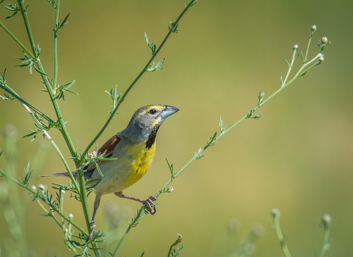 Dickcissel - ML30531451