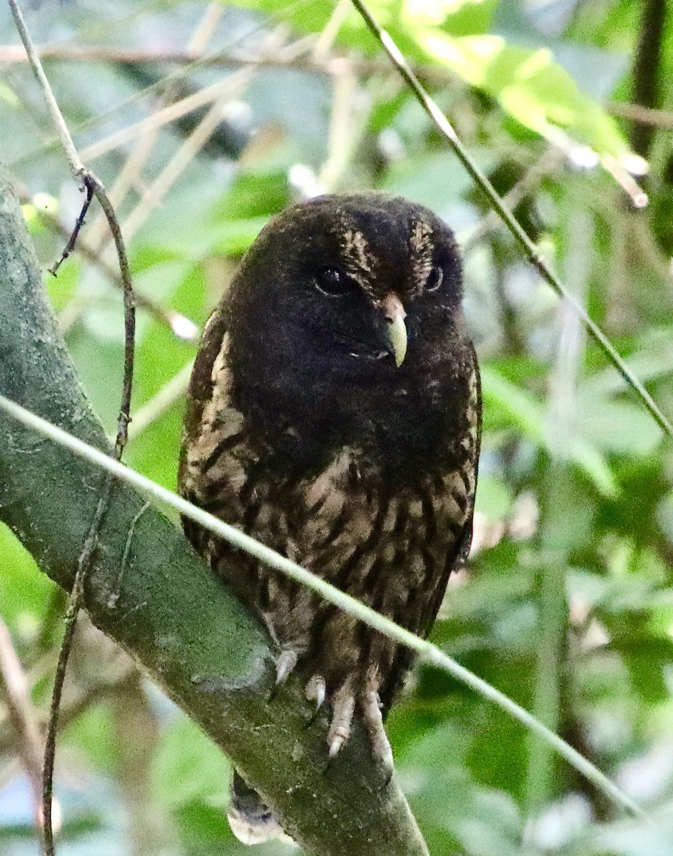 Mottled Owl - ML305315791