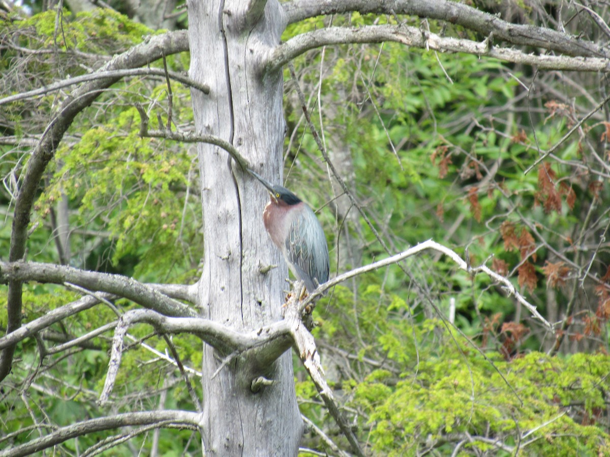 Green Heron - ML30531641