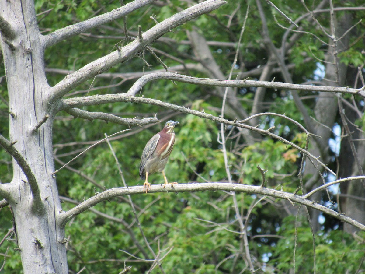 Green Heron - ML30531671