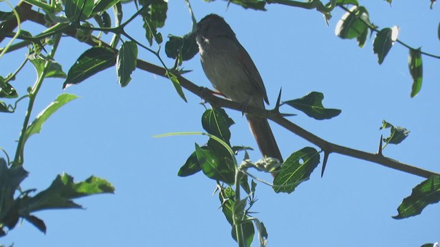Pale-breasted Spinetail - ML305317021