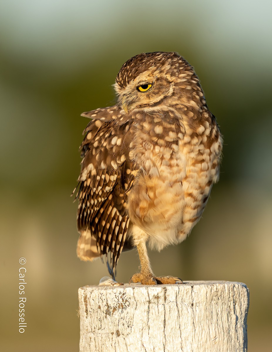 Burrowing Owl - Carlos Rossello