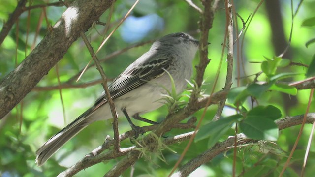 Suiriri Flycatcher - ML305318311