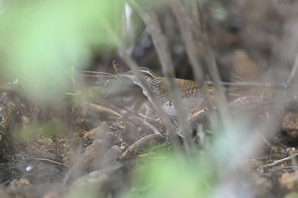 Banded Wren - Luis Guillermo