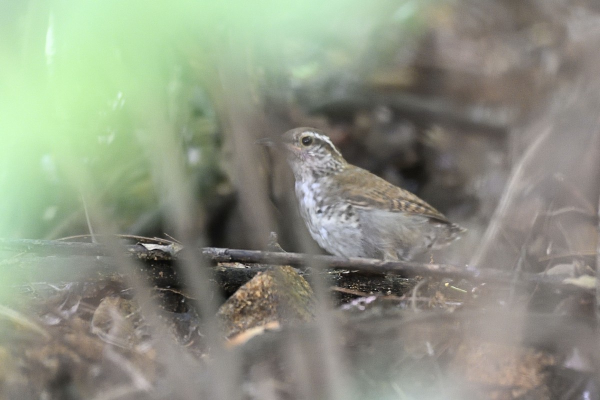 Banded Wren - ML305318541