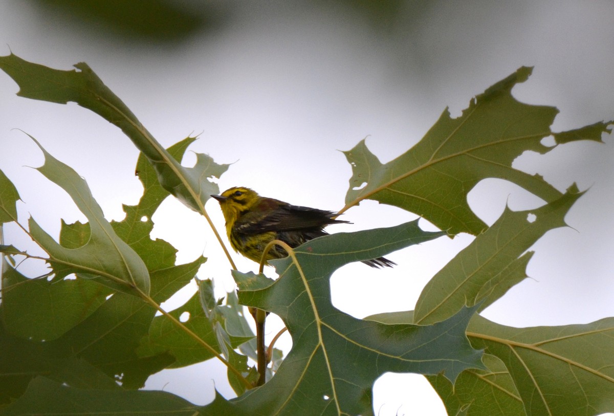 Prairie Warbler - Jody Shugart