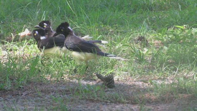 plysjskrike - ML305319021