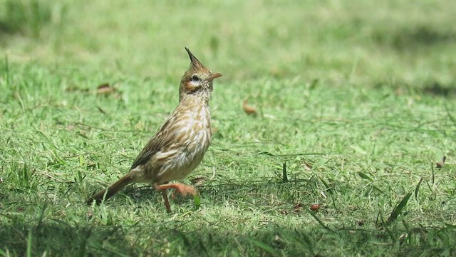 ヒバリカマドドリ - ML305319161