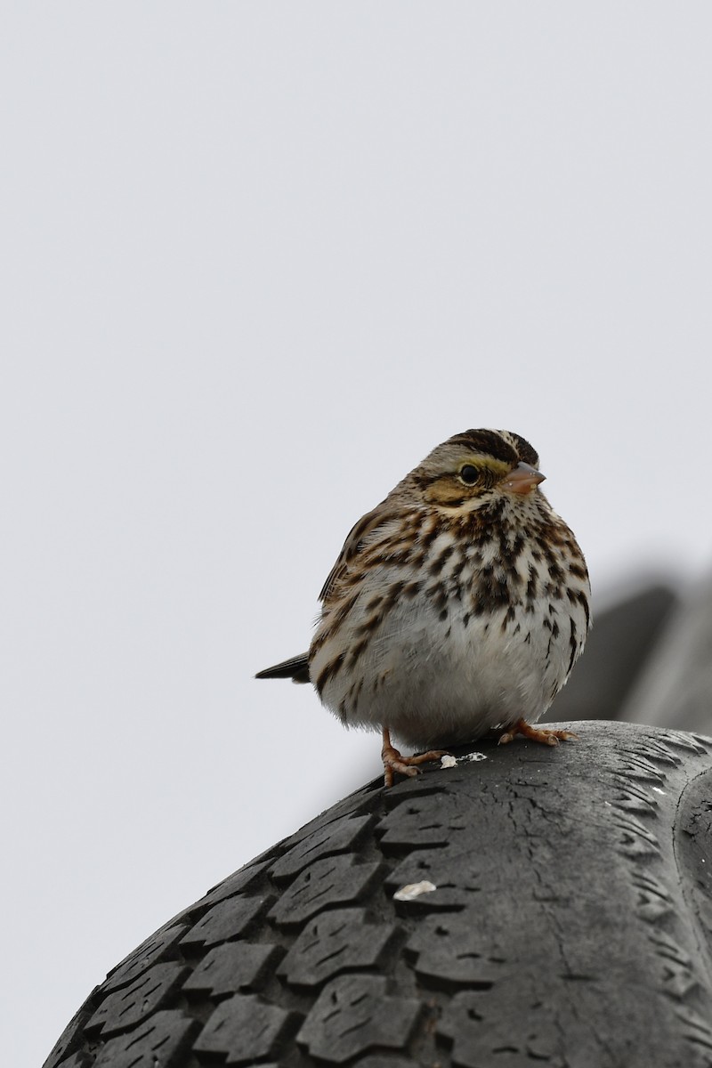 Savannah Sparrow - ML305319371