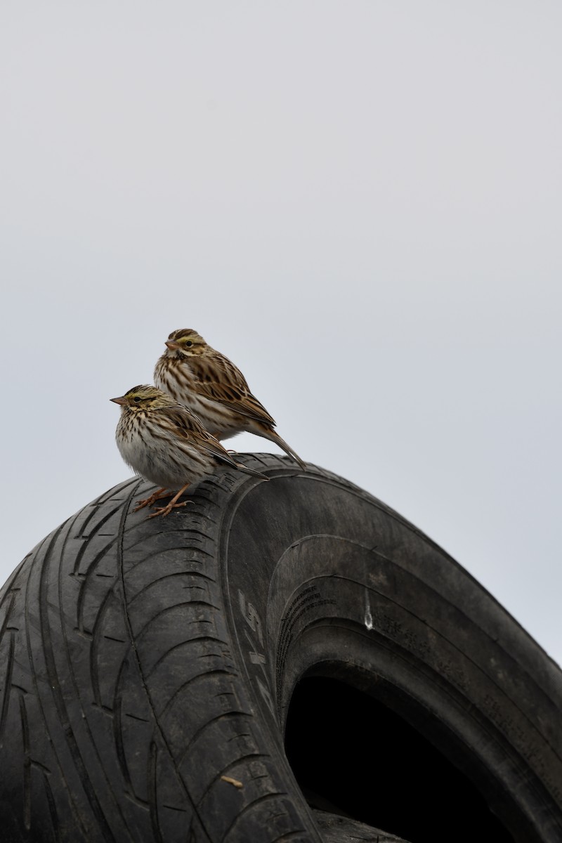 Savannah Sparrow - ML305319501