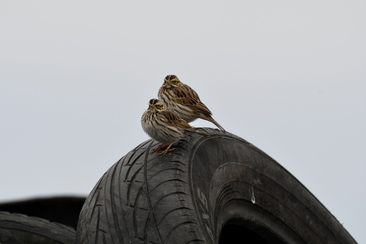 Savannah Sparrow - ML305319601