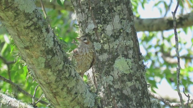 ヒバリカマドドリ - ML305319731