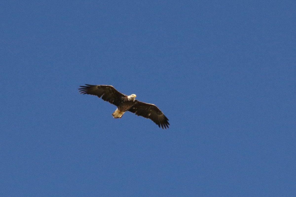 Bald Eagle - ML305322691