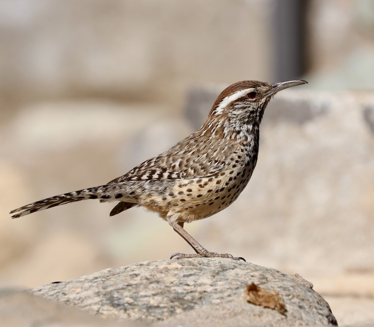 Cactus Wren - ML305323241